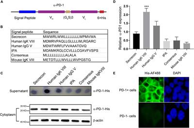 Augmenting the Effectiveness of CAR-T Cells by Enhanced Self-Delivery of PD-1-Neutralizing scFv